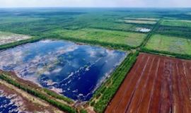 Peated and restored: the Orshinski Mokh bog in the province of Tver/Russian Federation (Picture: Kirill Shakhmatov)