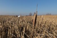 Rohrkolben auf einer Anbaufläche (Foto: Tobias Dahms)