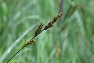 Hartman's Sedge (Photo: Gerald Jurasinski)