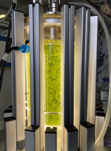 Torfmoose im Bioreaktor (Foto: N. Körner)