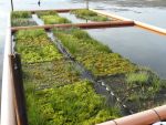 Sphagnum farming on floating mats (Universität Greifswald)
