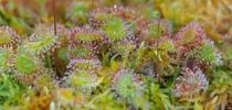Sundew Cultivation [DE]