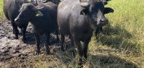 Buffalo Farming