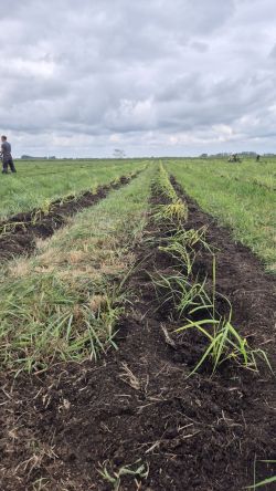 Milled strips with newly planted young reed plants; reed planting by hand, transport of plants by quad bike. Source: J.Limberg, LGMV