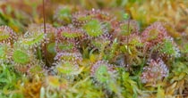 Sonnentau/Drosera-Kultivierung